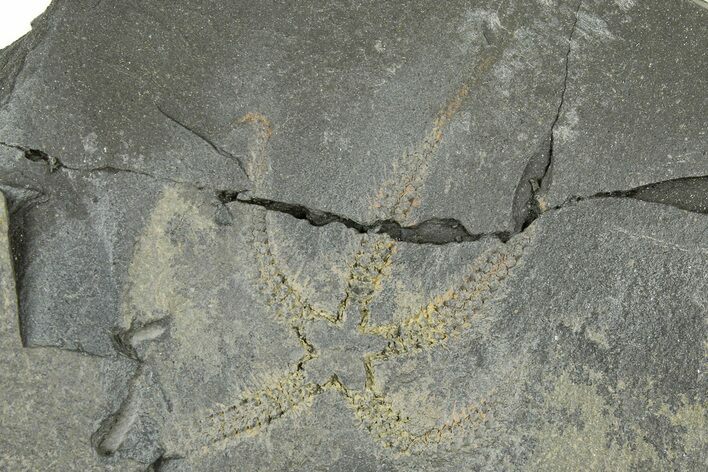 Ordovician Brittle Star (Ophiura) - Morocco #365270